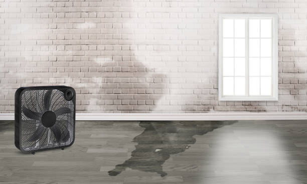 Best Water damage cleanup near me  in South River, NM